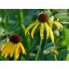 Echinacea paradoxa (1)