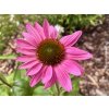 Třapatka nachová 'Fatal Atraction' - Echinacea purpurea 'Fatal Atraction'  Echinacea purpurea 'Fatal Atraction'