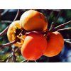 Kaki 'Chioccolatino' - kontejner  Diospyros kaki 'Chioccolatino'