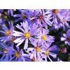 Aster Pale�ek (1)