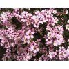 gipsowka rozeslana knuddel gypsophila repens