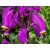 125661 1 bozskokvet red wings dodecatheon red wings