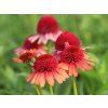 jezowka carrot cake echinacea