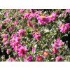 Anemone japonica Bressingham Glow3