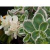 Sedum La Vie Rose (2)
