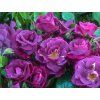 Rose Passion for Purple 0010022 19333