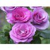 Violette Parfumee? Gpt 1