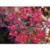 Viburnum dilatatum 'Sealing Wax' (1)