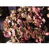 Sedum makinoi (2)