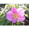 Anemone Praecox (1)