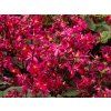 Saxifraga Dancing Pixies Tally (1)