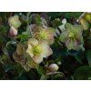 Helleborus Early Princess (3)