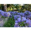 Kalokvět africký  'Azureum' - Agapanthus africanus 'Azureum'  Agapanthus africanus ' Azureum'