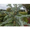Cedr himalájský 'Bushes Electra'  Cedrus deodara 'Bushes Electra'