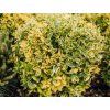 Brslen japonský 'Elegantissimus Aureus'  Euonymus japonicus 'Elegantissimus Aureus'