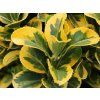Brslen japonský 'Elegantissimus Aureus'  Euonymus japonicus 'Elegantissimus Aureus'