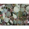 Eukalyptus polyanthemos  Eucalyptus polyanthemos