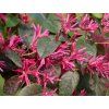 Loropetalum čínské 'Fede'  Loropetalum chinense 'Fede'