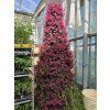 Loropetalum čínské 'Fede'  Loropetalum chinense 'Fede'
