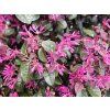 Loropetalum čínské 'Fede'  Loropetalum chinense 'Fede'