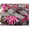 Loropetalum čínské 'Fede'  Loropetalum chinense 'Fede'