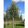 Topol bílý 'Nivea'  Populus alba 'Nivea'