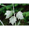 Topol bílý 'Nivea'  Populus alba 'Nivea'