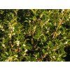 Vonokvětka cesmínolistá  Osmanthus aquifolium