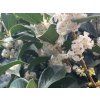 Vonokvětka cesmínolistá  Osmanthus aquifolium