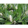 Bobkovišeň lékařská 'Fontanette'  Prunus laurocerasus 'Fontanette'