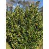 Bobkovišeň lékařská 'Renault Ace'  Prunus laurocerasus 'Renault Ace'