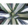 Agáve americká 'Mediopicta'  Agave americana 'Mediopicta'