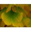 Ginkgo biloba Blagon leafs 2