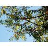 18 2 Pistacia chinensis fulles scaled 1100x800