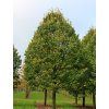 Lípa stříbrná 'Brabant'  Tilia tomentosa 'Brabant'