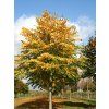 Lípa stříbrná 'Brabant'  Tilia tomentosa 'Brabant'