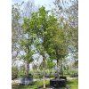 Lípa stříbrná 'Brabant'  Tilia tomentosa 'Brabant'