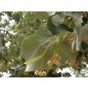 Lípa stříbrná 'Brabant'  Tilia tomentosa 'Brabant'