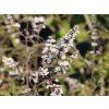 Drmek obecný 'Alba'  Vitex agnus-castus 'Alba'