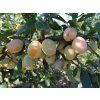 Mirabelka 'Miroma'  Prunus domestica subsp. syriaca 'Miroma'