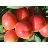 Meruňka 'Sylred'  Prunus armeniaca 'Sylred'