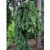Smrk ztepilý 'Cobra'  Picea abies 'Cobra'