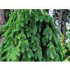 Smrk ztepilý 'Cobra'  Picea abies 'Cobra'