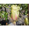 Magnolie 'Green Diamond'  Magnolia 'Green Diamond'