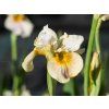 Iris sibirica Peacock Butterfly® 'White Amber' (2)