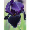 iris germanica Black Swan 1