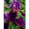 iris germanica cameroun