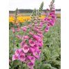 digitalis rose