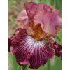 iris germanica vibration