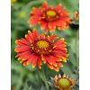geliarda arizona red shades